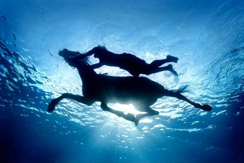 Horse Swimming
